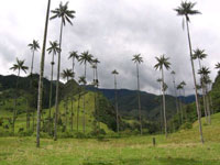 Salento y valle de Cocora
